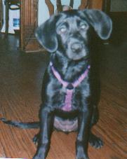 The Babes dog, Gracie